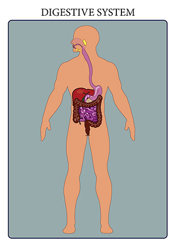The human digestive system is the means by which tissues and organs receive nutrients to function. The system breaks down food, extracts nutrients from it, and converts these into energy.