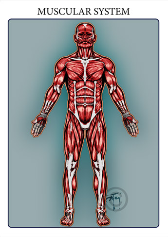 The muscular system is responsible for the movement of the human body. Attached to the bones of the skeletal system are about 700 named muscles that make up roughly half of a person’s body weight. Each of these muscles is a discrete organ constructed of skeletal muscle tissue, blood vessels, tendons, and nerves. 