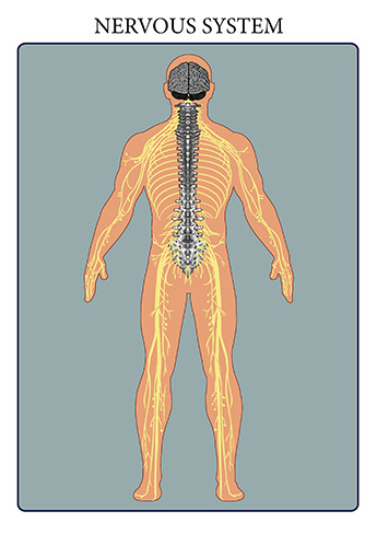 The nervous system consists of the brain, spinal cord, sensory organs, and all of the nerves that connect these organs with the rest of the body. Together, these organs are responsible for the control of the body and communication among its parts. The brain and spinal cord form the control center known as the central nervous system (CNS), where information is evaluated and decisions made. 