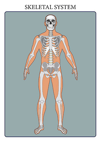 The skeletal system includes all of the bones and joints in the body. Each bone is a complex living organ that is made up of many cells, protein fibers, and minerals. The skeleton acts as a scaffold by providing support and protection for the soft tissues that make up the rest of the body. The skeletal system also provides attachment points for muscles to allow movements at the joints. New blood cells are produced by the red bone marrow inside of our bones. 