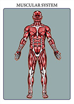 illustration of the human muscular system