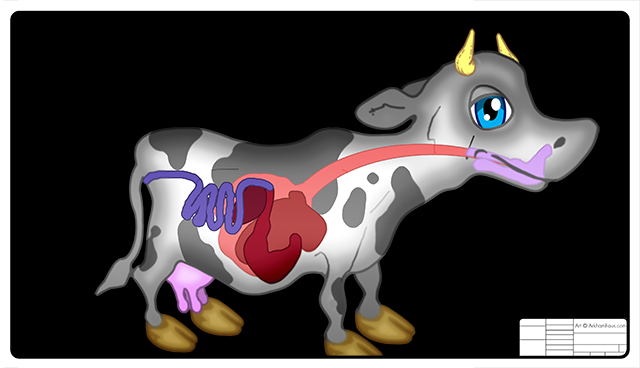 Stoma Cow