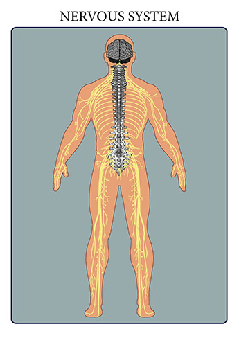 The nervous system consists of the brain, spinal cord, sensory organs, and all of the nerves that connect these organs with the rest of the body. Together, these organs are responsible for the control of the body and communication among its parts. The brain and spinal cord form the control center known as the central nervous system (CNS), where information is evaluated and decisions made. 