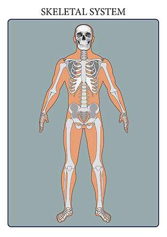The skeletal system includes all of the bones and joints in the body. Each bone is a complex living organ that is made up of many cells, protein fibers, and minerals. The skeleton acts as a scaffold by providing support and protection for the soft tissues that make up the rest of the body. The skeletal system also provides attachment points for muscles to allow movements at the joints. New blood cells are produced by the red bone marrow inside of our bones. 